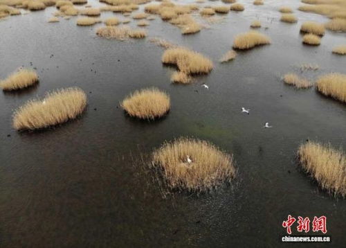 武威生態新畫卷 雪豹做客，黃沙披綠，生態材料銷售前景廣闊